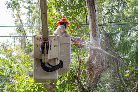 Tree Trimmer_AdobeStock_299166853